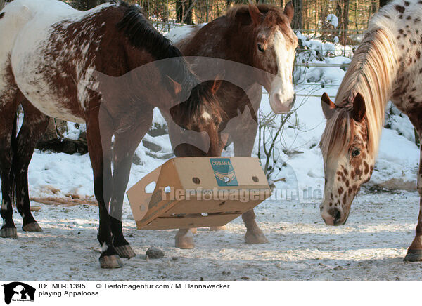 Appaloosa beim spielen / playing Appaloosa / MH-01395