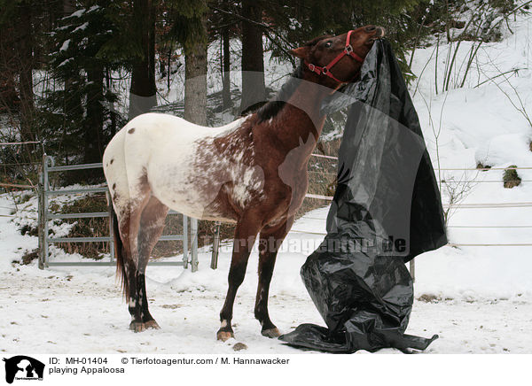 Appaloosa beim spielen / playing Appaloosa / MH-01404