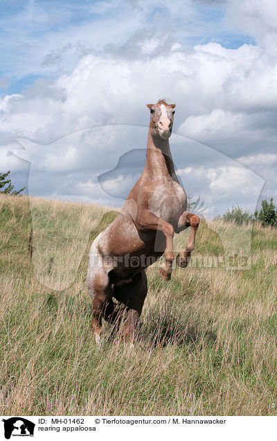 rearing appaloosa / MH-01462
