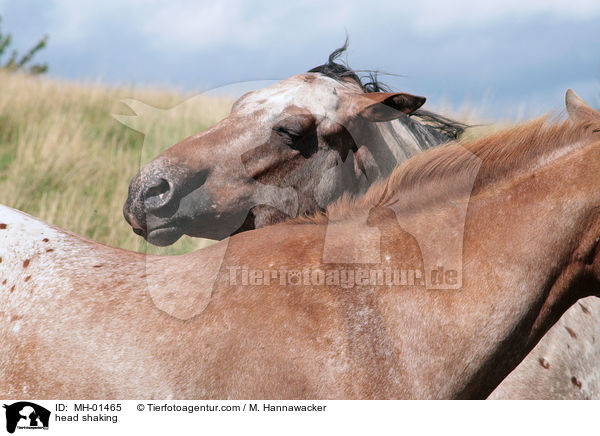 Appaloosa schttelt Kopf / head shaking / MH-01465