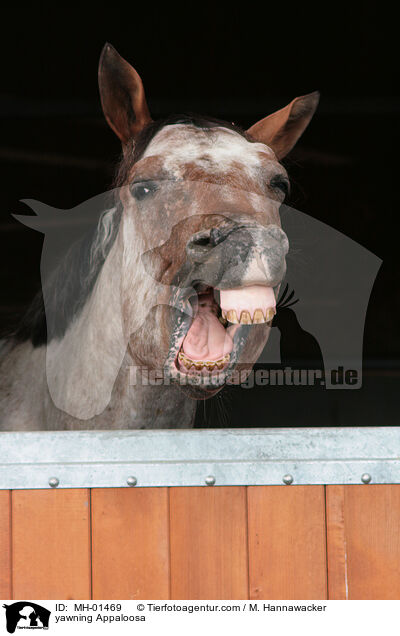 yawning Appaloosa / MH-01469