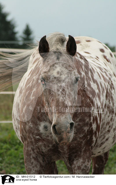 einugiges Pferd / one-eyed horse / MH-01512