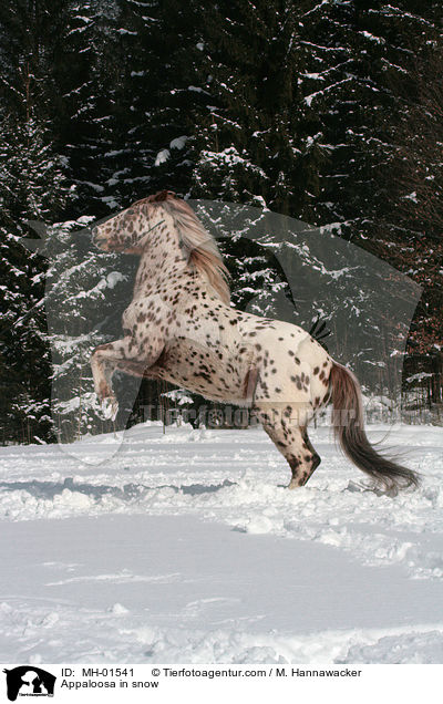 Appaloosa im Schnee / Appaloosa in snow / MH-01541
