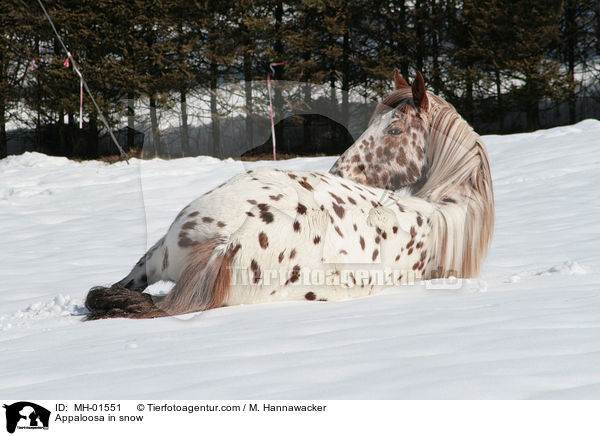 Appaloosa im Schnee / Appaloosa in snow / MH-01551
