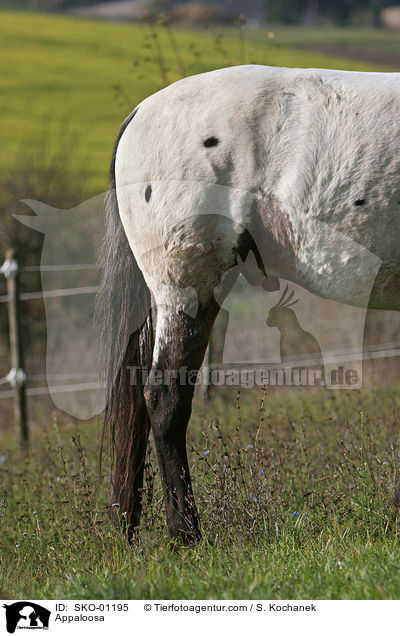 Appaloosa / Appaloosa / SKO-01195