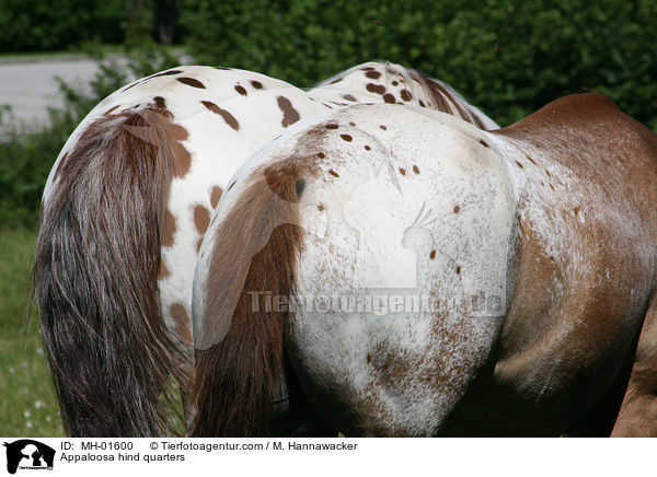 Appaloosa Hinterhand / Appaloosa hind quarters / MH-01600