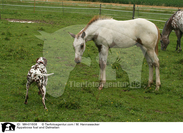 Appaloosa foal and Dalmatian / MH-01608