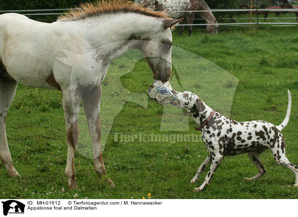 Appaloosa foal and Dalmatian / MH-01612