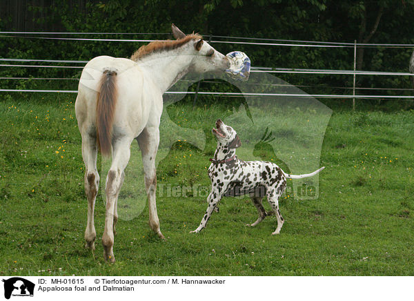 Appaloosa Fohlen und Dalmatiner / Appaloosa foal and Dalmatian / MH-01615