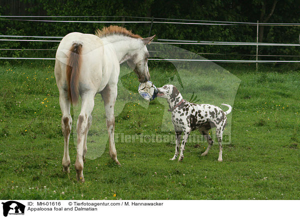 Appaloosa foal and Dalmatian / MH-01616