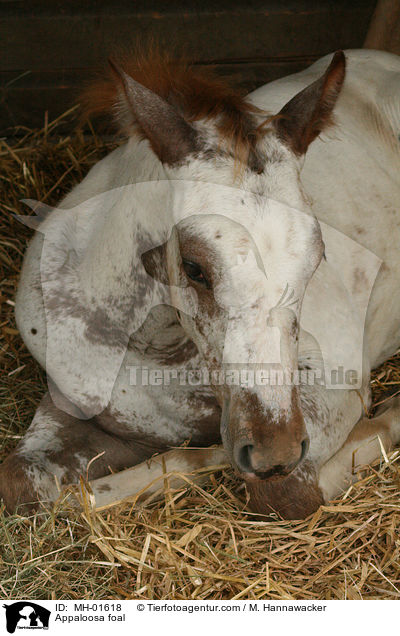 Appaloosa Fohlen / Appaloosa foal / MH-01618