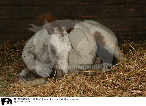 Appaloosa foal / MH-01620