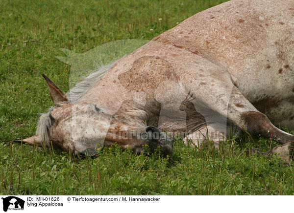 lying Appaloosa / MH-01626