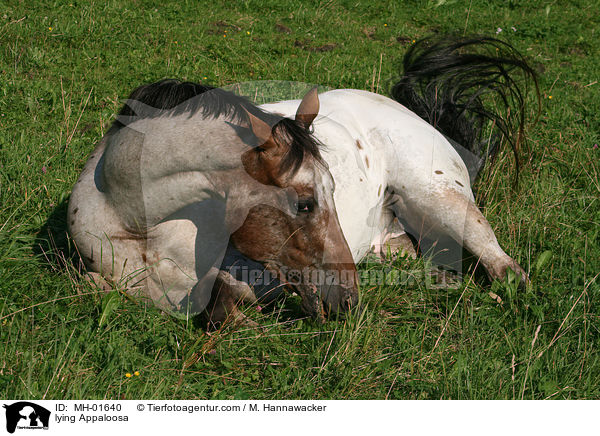 lying Appaloosa / MH-01640