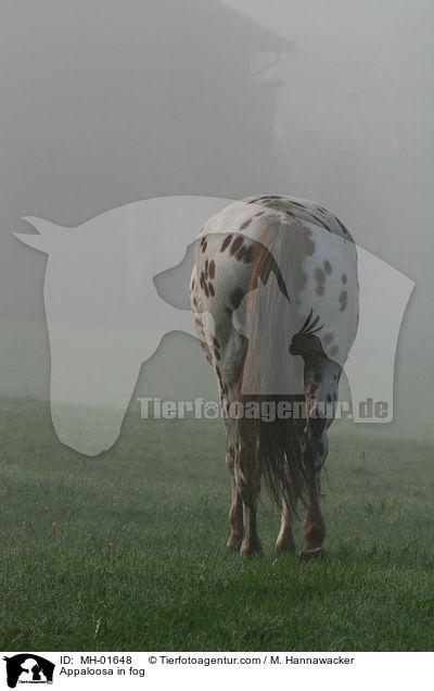 Appaloosa im Nebel / Appaloosa in fog / MH-01648