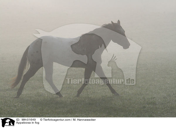 Appaloosa im Nebel / Appaloosa in fog / MH-01649