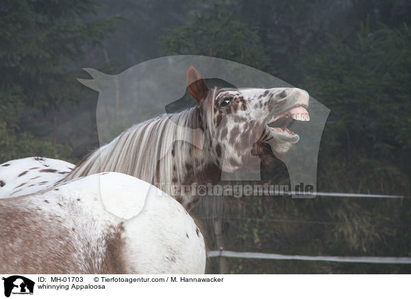 wieherndes Appaloosa / whinnying Appaloosa / MH-01703