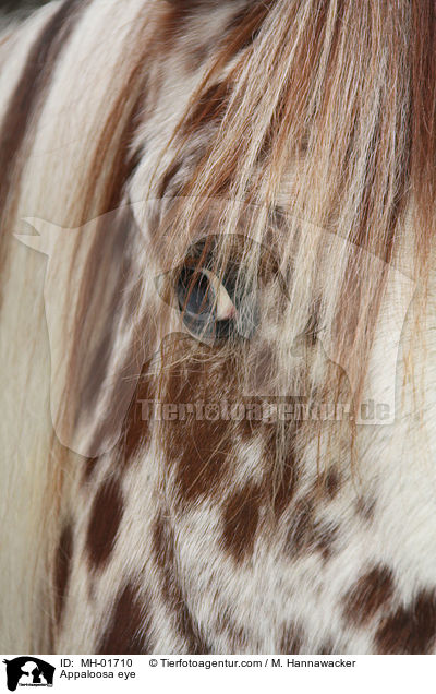 Appaloosa Auge / Appaloosa eye / MH-01710