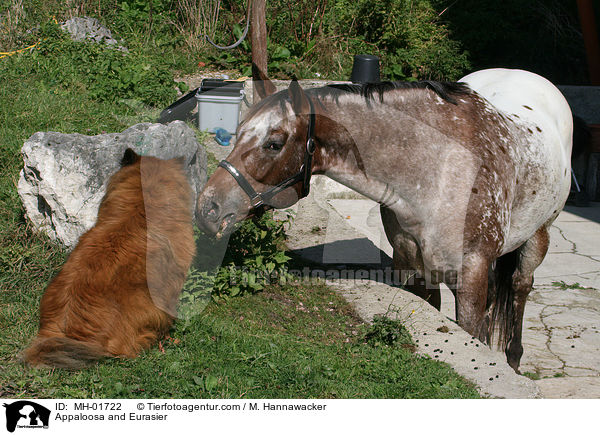 Appaloosa und Eurasier / Appaloosa and Eurasier / MH-01722