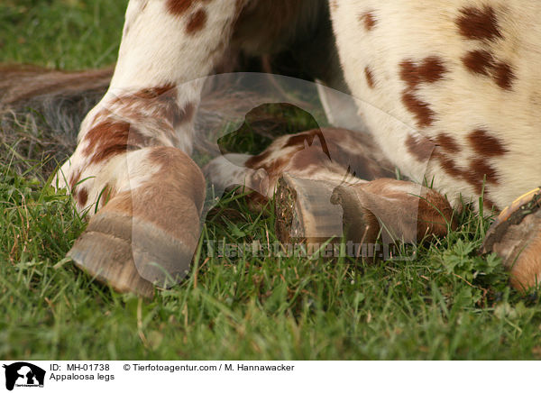 Appaloosa Beine / Appaloosa legs / MH-01738