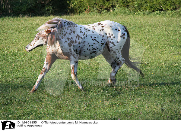 trabendes Appaloosa / trotting Appaloosa / MH-01855