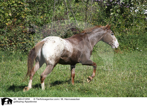 galoppierendes Appaloosa / galloping Appaloosa / MH-01856