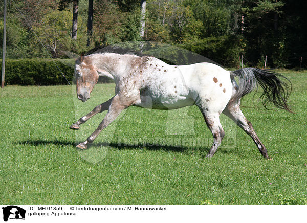 galoppierendes Appaloosa / galloping Appaloosa / MH-01859