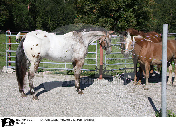 Pferde / horses / MH-02011