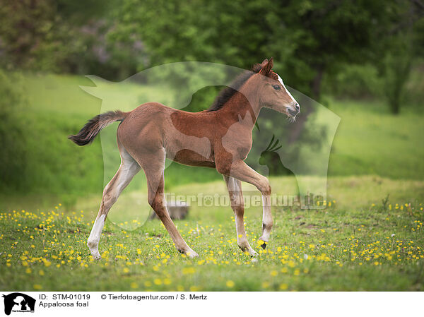 Appaloosa Fohlen / Appaloosa foal / STM-01019