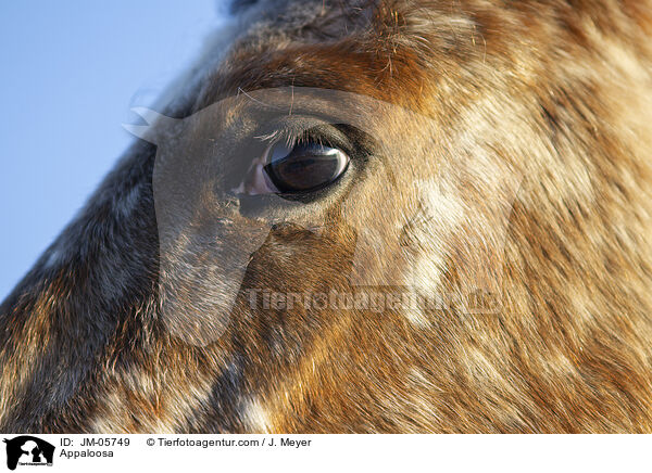 Appaloosa / JM-05749