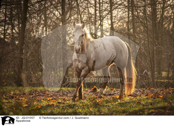 Appaloosa / JQ-01057