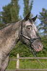 Appaloosa Portrait