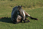 lying Appaloosa