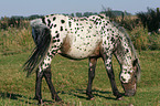 grazing Appaloosa