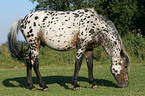 grazing Appaloosa