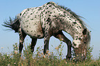 grazing Appaloosa