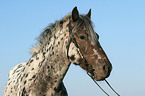 Appaloosa Portrait