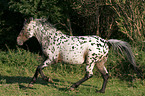 running Appaloosa