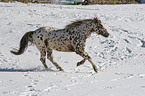 appaloosa in snow