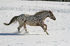 appaloosa in snow