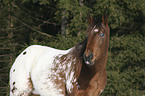 Appaloosa