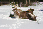 appaloosa in snow