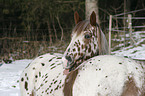 appaloosa in snow