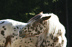 Appaloosa Portrait