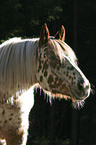 Appaloosa Portrait