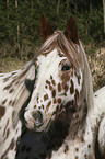 Appaloosa Portrait