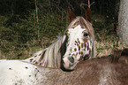 Appaloosa Portrait