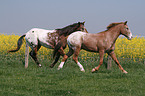 running Appaloosa