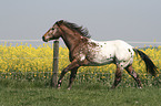 running appaloosa