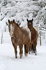 appaloosa in the snow